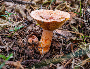 Der Pilz Edelreizker LACTARIUS DELICIOSUS auf Waldboden © Gerhard