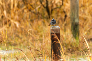 Black redstart in the wild