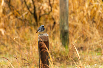Black redstart in the wild