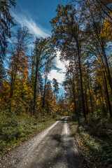 Fototapeta na wymiar Waldweg im Herbst
