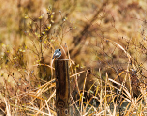 Black redstart in the wild