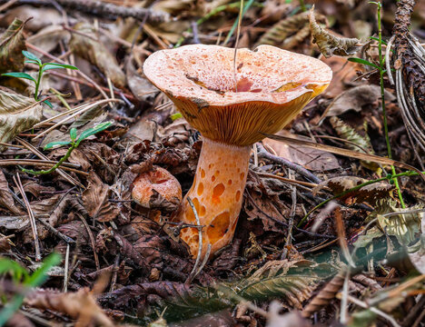 Der Pilz Edelreizker LACTARIUS DELICIOSUS auf Waldboden