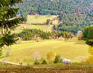 landscape with cows
