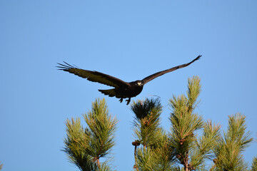 Rough legged Hawk dark morph taking off from tree top