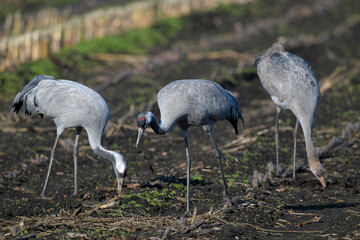 Common cranes on a corn field // Kraniche (Grus grus) auf einem Mais-Feld © bennytrapp