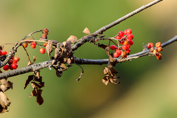 Branch of a tree with berries