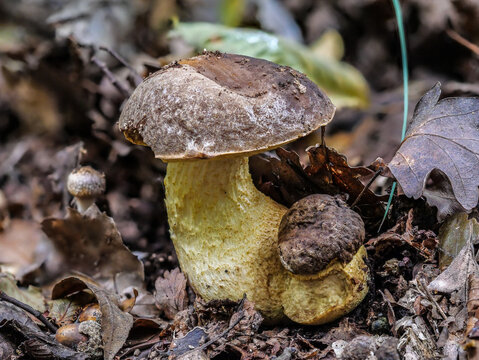 Der Pilz Steineichen Raufuss oder Mittelmeer-Raustielr&ouml;hrling LECCINELLUM LEPIDUM auf Laubwaldboden