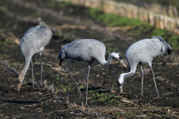 Common cranes on a corn field // Kraniche (Grus grus) auf einem Mais-Feld © bennytrapp