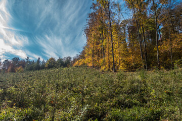 Wiederaufforstung von Jungbäumen im Mischwald