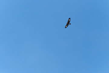 Young golden eagle flying in the sky