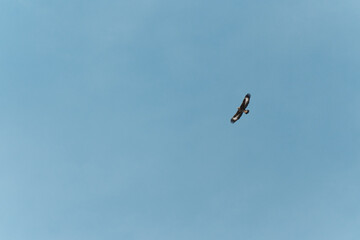 Young golden eagle in flight