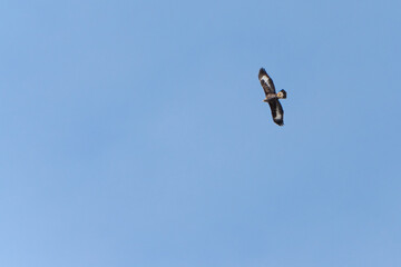 Young golden eagle in the sky