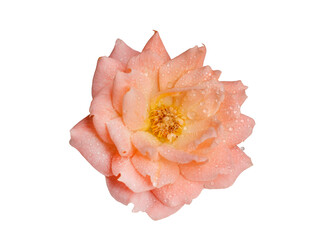 Cream-colored rose isolated on white background. Beautiful still life. Spring time. Flat lay, top view.