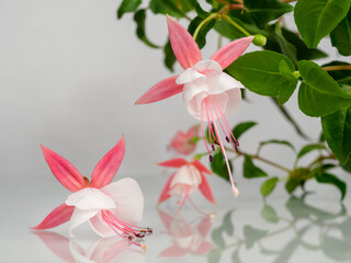 Beautiful bunch of a blooming pink and white fuchsia flowers over natural gray background. Flower background with copy space. Soft focus.