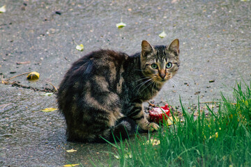 View of abandoned domestic cat eating in the streets of Reims, a city in the Grand Est region of...