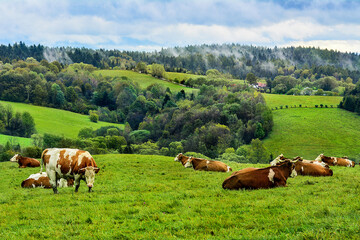cows in the meadow, beautiful landscape of fields and mountains, Poland