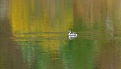 Eared grebe on the lake at autumn - Meribel