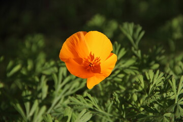 Obraz premium fleur orange