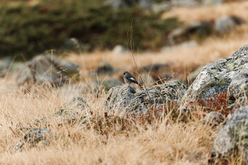 Black redstart bird in the wild - Alps