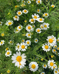 Fototapeta premium field of daisies
