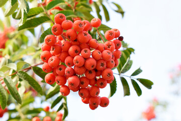 Cluster of red mountain ash close-up
