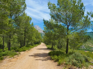 Magnificent landscape of Provence near Aix en Provence with a path adorned with trees and the Sainte-Victoire mountain in the background