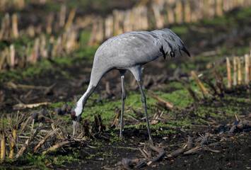 Common cranes on a corn field // Kraniche (Grus grus) auf einem Mais-Feld © bennytrapp