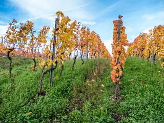 Weinreben im Herbst