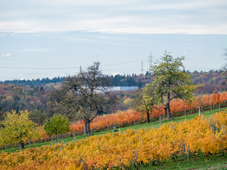 Weinreben im Herbst