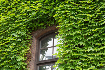 アイビーと窓