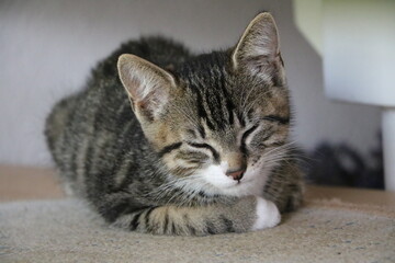 Young tabby mixed sleeping domestic cat