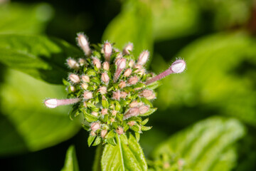 close up of a flower buds