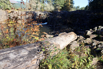 A fallen tree near Wildwood Falls