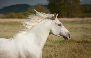 Obraz na płótnie Canvas Beautiful white Arabian horse with long mane running through dreamy dandelion meadow
