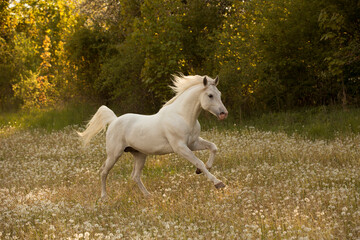 Naklejka na ściany i meble Beautiful white Arabian horse with long mane running through dreamy dandelion meadow