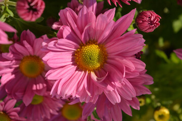 Beautiful pink flowers, Chrysanthemum Clara Curtis