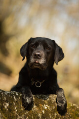sleepy black labrador retriever dog portrait hiking in the woods in early springtime sticking her tongue out