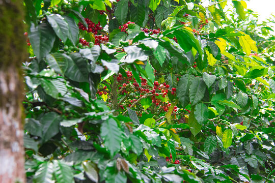 Colombian coffee culture