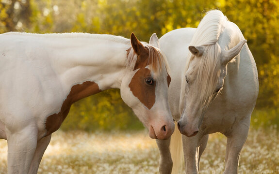 two lovely white horses cuddling on a meadow
