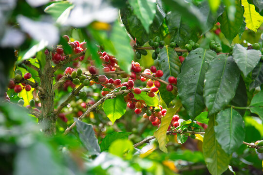 Colombian coffee culture