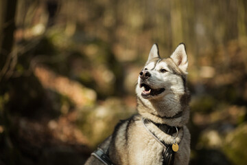 happy siberian husky dog portrait hiking in the woods in early springtime