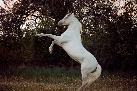 beautiful and handsome white horse with long mane standing on back legs by the sunset shows his temperament
