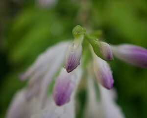 close up of a flower