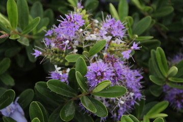 Purple flowers in the garden