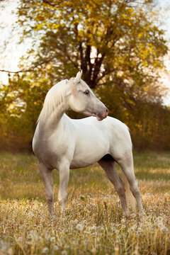 the most beautiful white Arabian horse shows his temperament and beauty on summer sunset on dreamy dandelion meadow in golden hour