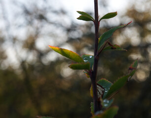 Plants/flowers into nature at spring in jena germany