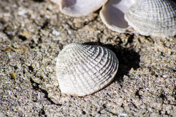 shell on sand
