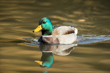 Male mallard swimming in pond.