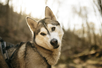 siberian husky dog portrait hiking in the woods in early springtime