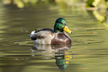 Mallard in calm water.